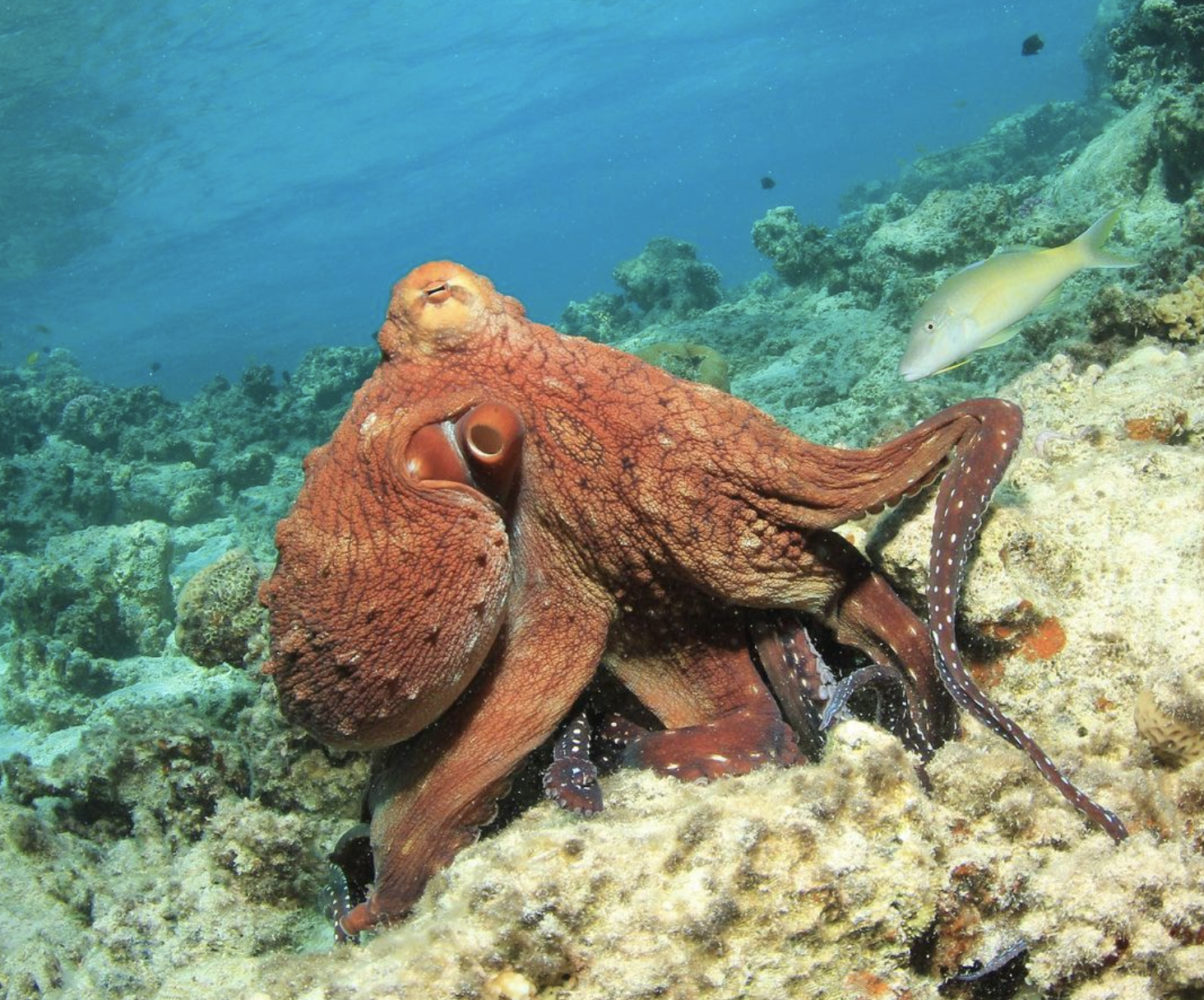Why Octopus Are Like Americans, Plus 10 Curious Facts About Them